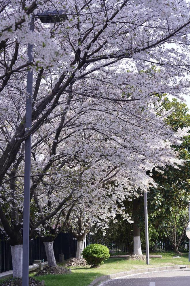 闵行这里樱花已盛开现在去看正好！还可以看到……(图2)