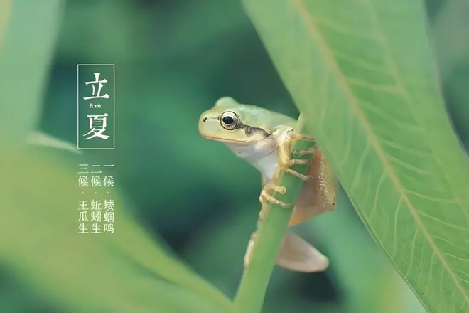 今日立夏阳气渐盛养心先行中医养生小知识建议人手一份！