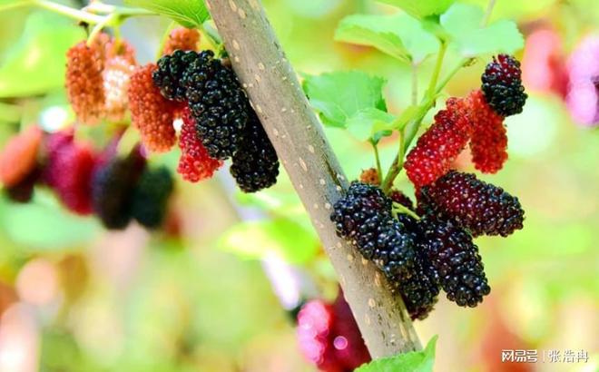 日常如何补气血构建补气血的餐桌盛宴(图2)