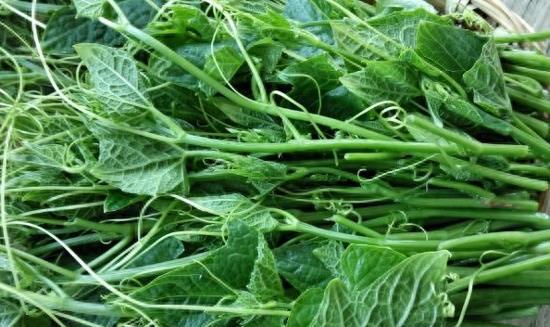 嫩出新高度！这些蔬菜你吃过吗？快来尝尝鲜你不可错过的美味