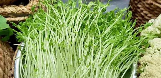 嫩出新高度！这些蔬菜你吃过吗？快来尝尝鲜你不可错过的美味(图2)