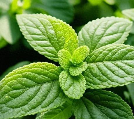 除口臭的饮食之道