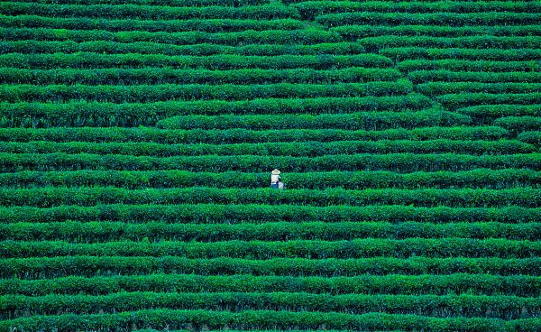 “茶韵永恒友谊长存”中意友人罗马共享云南茶文化盛宴