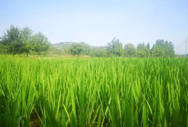 美味又健康！这个秋天来溧阳尝一口农鲜味道赴一场美妙醇厚的寻味之旅！(图6)