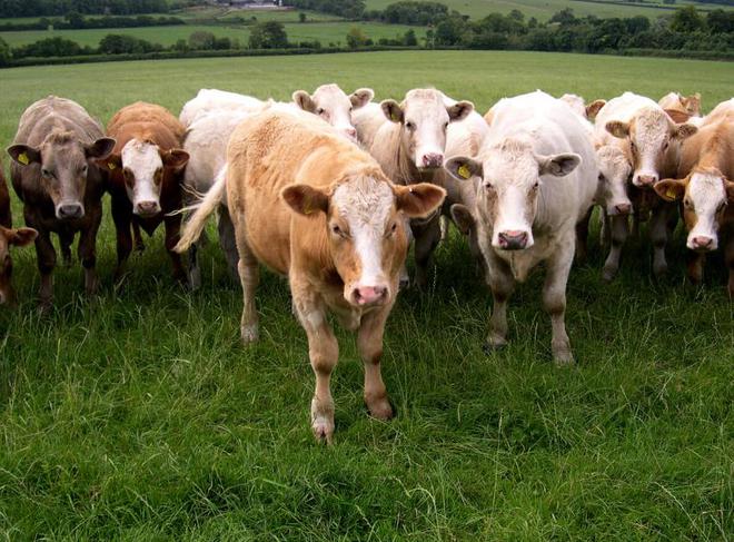 在美苏冷战期间的防空洞里能吃些什么?揭开一段不为人知的饮食史(图28)