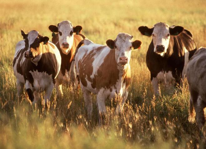 在美苏冷战期间的防空洞里能吃些什么?揭开一段不为人知的饮食史(图27)