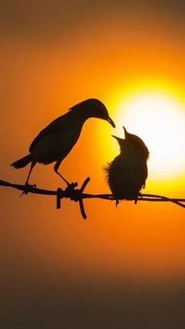 白岩松谈中国三大扯蛋、四大怪事、五大谎言太敢说了! 白岩松谈中国三大扯蛋、四大怪事、五大谎言太敢说了!