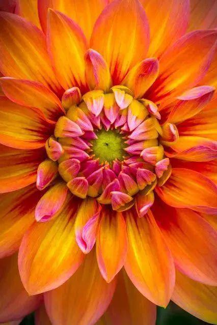 白岩松谈中国三大扯蛋、四大怪事、五大谎言太敢说了!(图11)