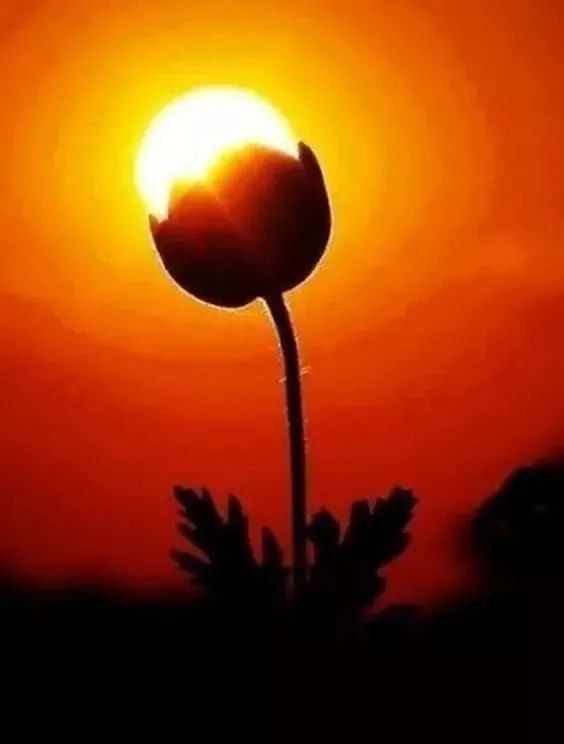 白岩松谈中国三大扯蛋、四大怪事、五大谎言太敢说了!(图10)