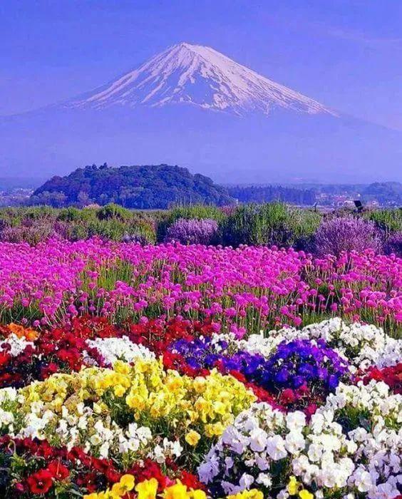 白岩松谈中国三大扯蛋、四大怪事、五大谎言太敢说了!(图7)