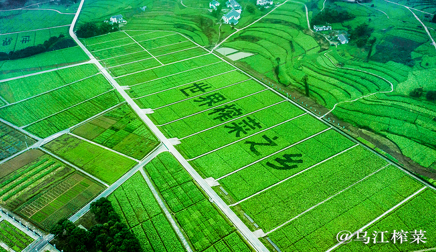 舌尖上的历史乌江榨菜引古今名人竞折腰(图2)