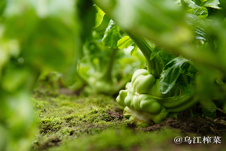 舌尖上的历史乌江榨菜引古今名人竞折腰(图4)