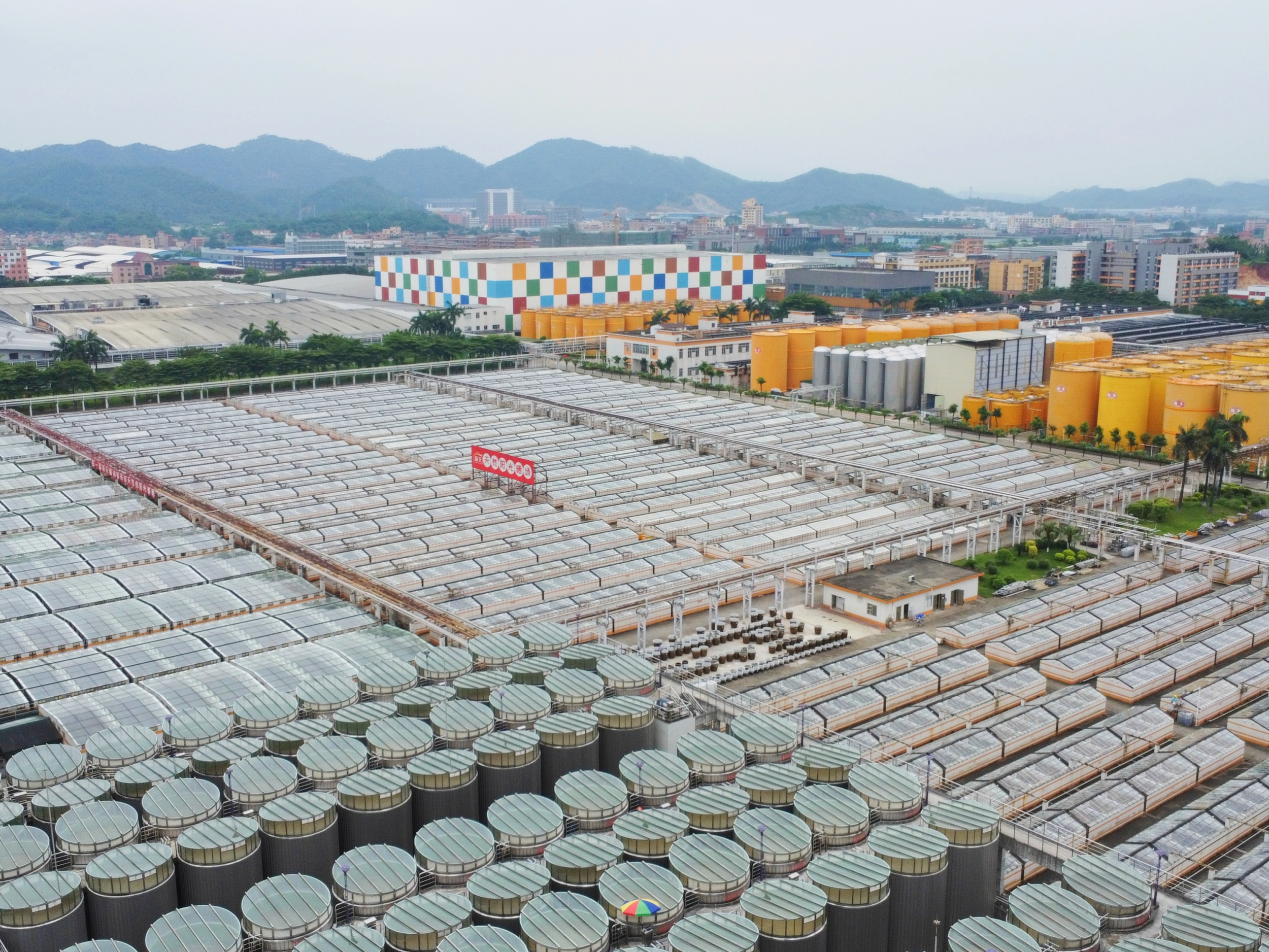 品牌广东|点滴酱油“酿”出舌尖美味(图3)