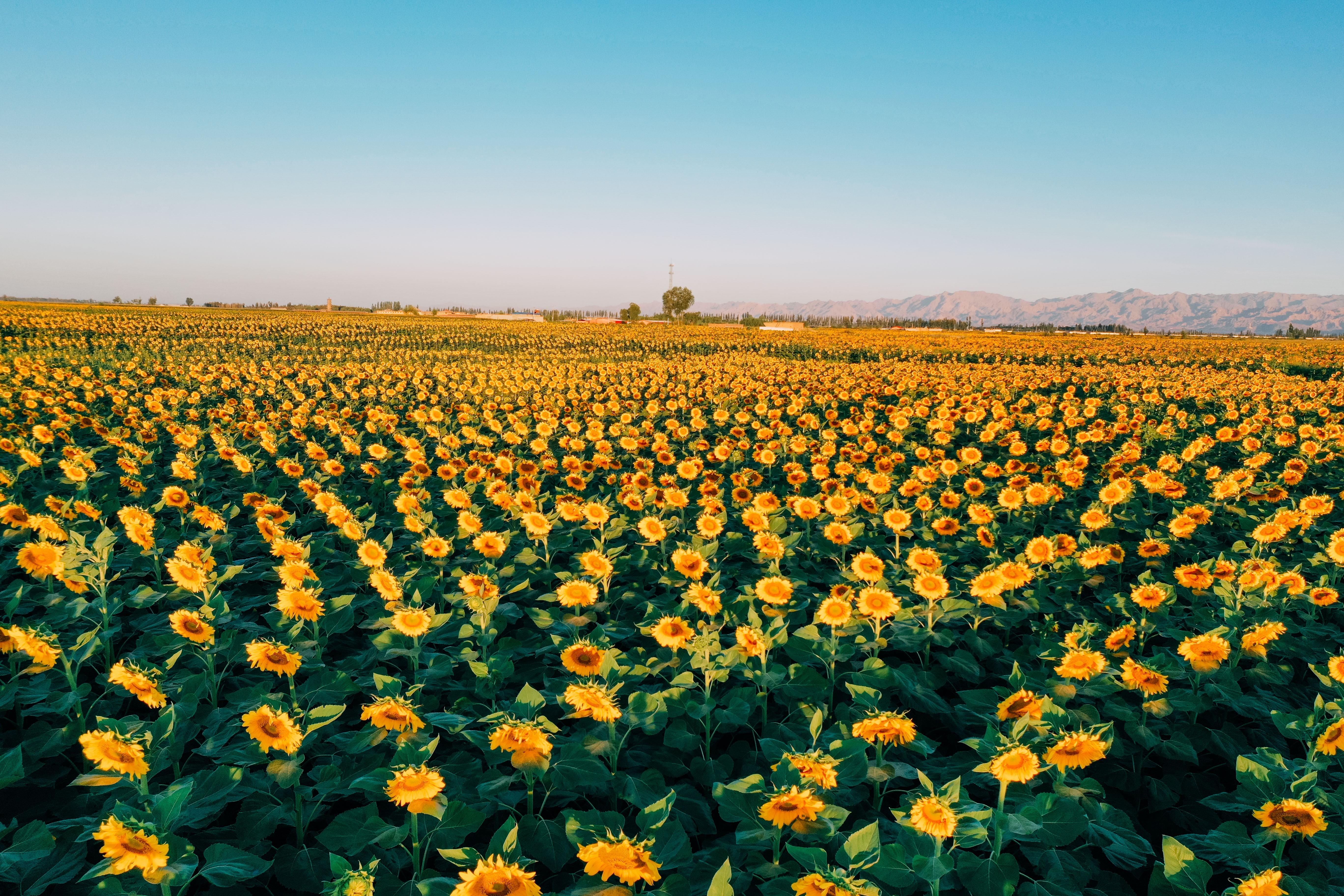 向世界传播中国年味洽洽食品出海背后的“硬实力”(图6)