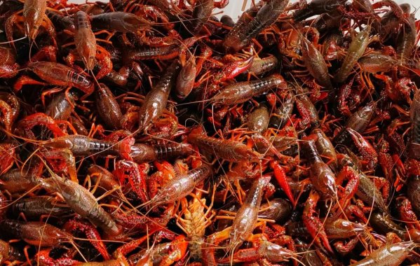 稻虾、啤酒、音乐……重庆合川(二郎)首届稻虾乡村美食文化节等你来嗨!(图3)