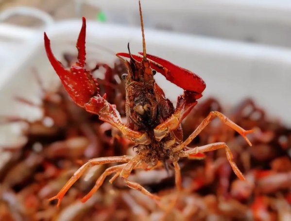 稻虾、啤酒、音乐……重庆合川(二郎)首届稻虾乡村美食文化节等你来嗨!(图4)