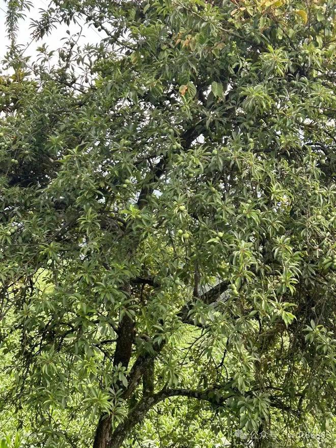 今日小暑是“凶日”牢记：1不建、3不出、5不吃莫忘老传统(图5)