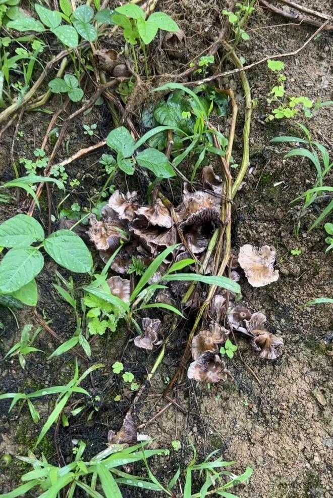 今日小暑是“凶日”牢记：1不建、3不出、5不吃莫忘老传统(图3)