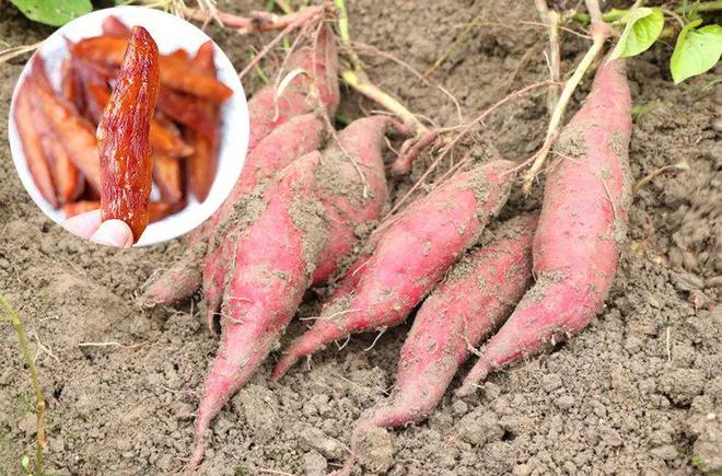 因便宜被嫌弃的宝藏美食世卫盛赞的健康之王既养生又减脂还超香甜解馋!!(图9)