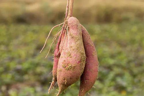 因便宜被嫌弃的宝藏美食世卫盛赞的健康之王既养生又减脂还超香甜解馋!!(图8)