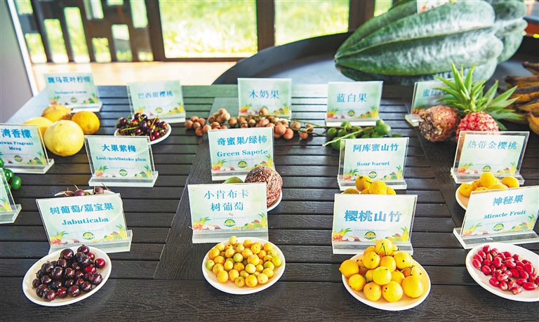 海南水果新秀登场!