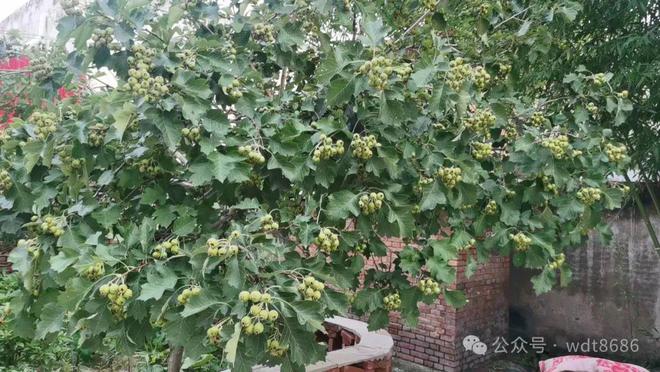 老话说“六月怕初十”今日六月初十究竟怕什么？看老祖宗咋说(图3)