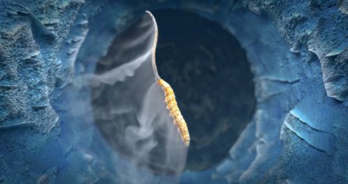 现代养生新选择东阳光鲜虫草的卓越之道(图2)