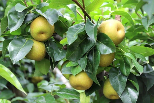 七夕会美食张秀英:去看蜜梨 七夕会美食张秀英:去看蜜梨