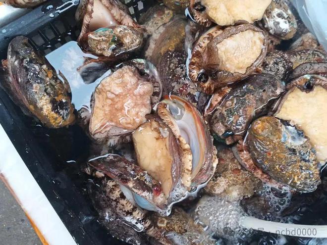 6只大生蚝不到40元!这些贝类美食你都吃过吗?总有一个是你喜欢的! 6只大生蚝不到40元!这些贝类美食你都吃过吗?总有一个是你喜欢的!