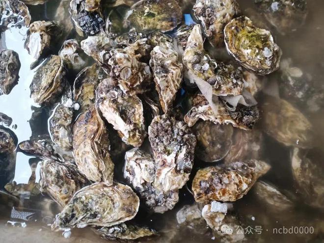 6只大生蚝不到40元!这些贝类美食你都吃过吗?总有一个是你喜欢的!(图2)