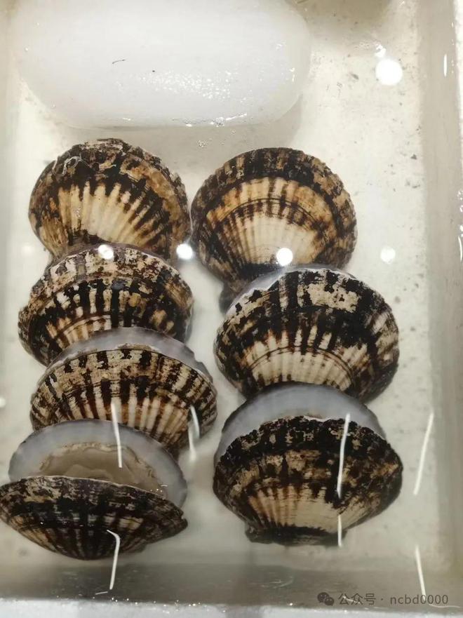 6只大生蚝不到40元!这些贝类美食你都吃过吗?总有一个是你喜欢的!(图3)