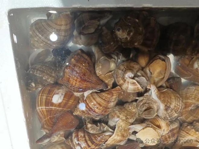 6只大生蚝不到40元!这些贝类美食你都吃过吗?总有一个是你喜欢的!(图5)