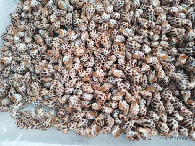 6只大生蚝不到40元!这些贝类美食你都吃过吗?总有一个是你喜欢的!(图6)