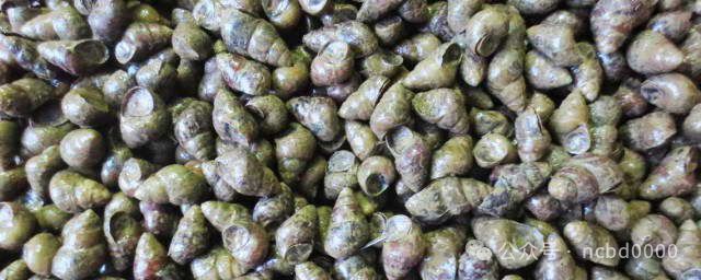 6只大生蚝不到40元!这些贝类美食你都吃过吗?总有一个是你喜欢的!(图8)