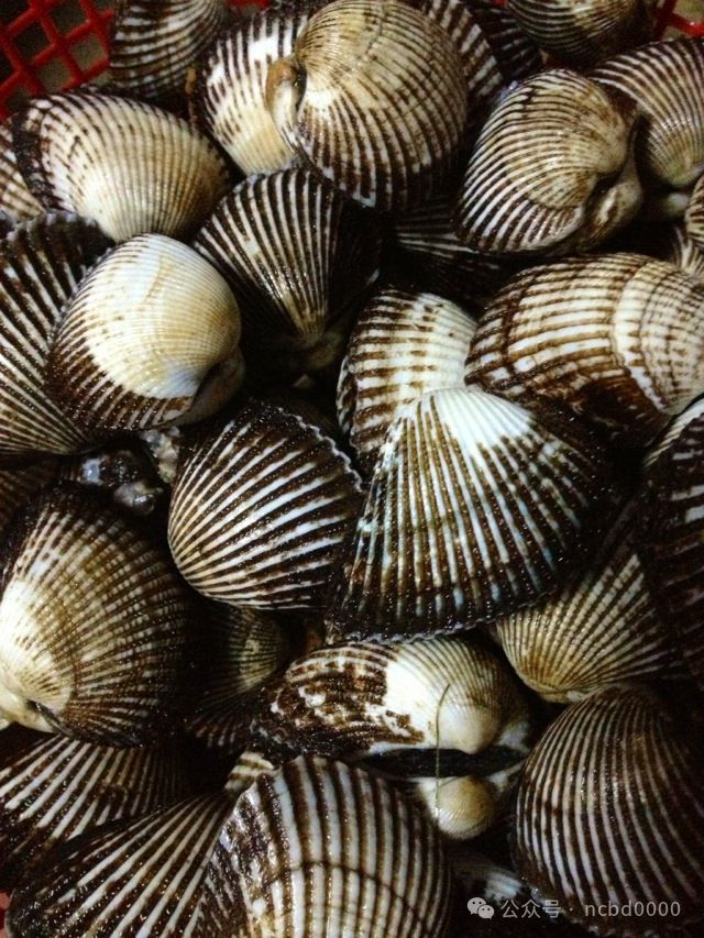 6只大生蚝不到40元!这些贝类美食你都吃过吗?总有一个是你喜欢的!(图9)