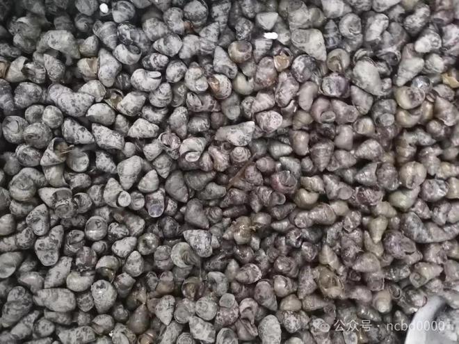 6只大生蚝不到40元!这些贝类美食你都吃过吗?总有一个是你喜欢的!(图13)