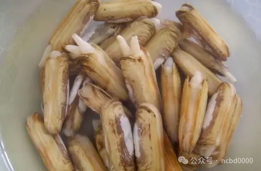 6只大生蚝不到40元!这些贝类美食你都吃过吗?总有一个是你喜欢的!(图11)