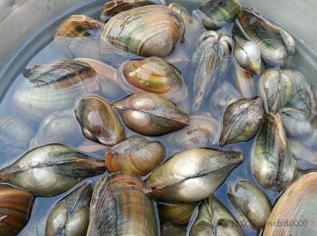 6只大生蚝不到40元!这些贝类美食你都吃过吗?总有一个是你喜欢的!(图14)