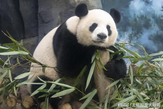 为什么不能给大熊猫投喂食物？国宝的饮食之道(图3)