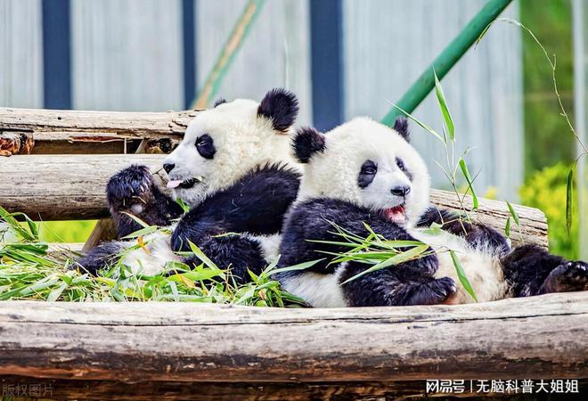 为什么不能给大熊猫投喂食物？国宝的饮食之道(图2)