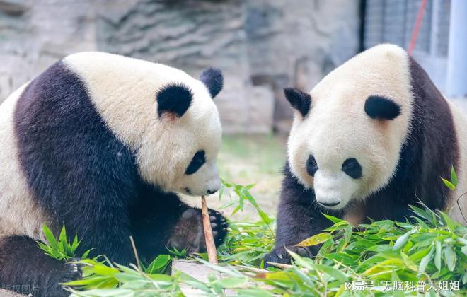 为什么不能给大熊猫投喂食物？国宝的饮食之道